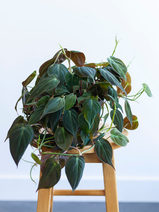 Philodendron 'Micans' 6"