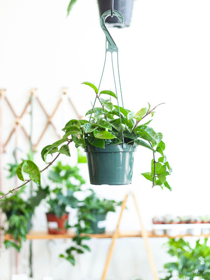 Hoya Ripple Hanging Basket 6"