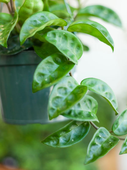 Hoya Ripple Hanging Basket 6"