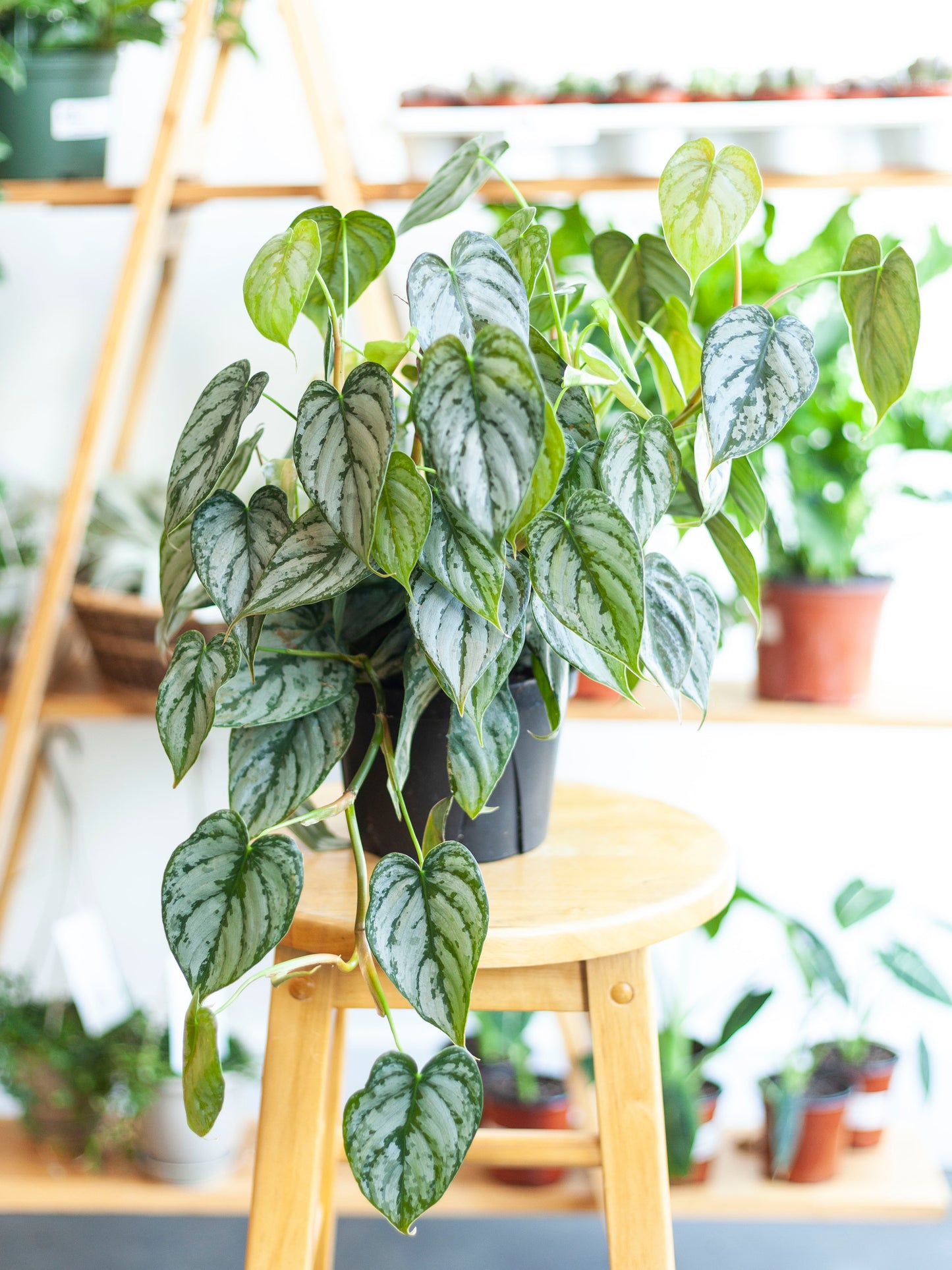 Philodendron 'Brandtianum' 6"