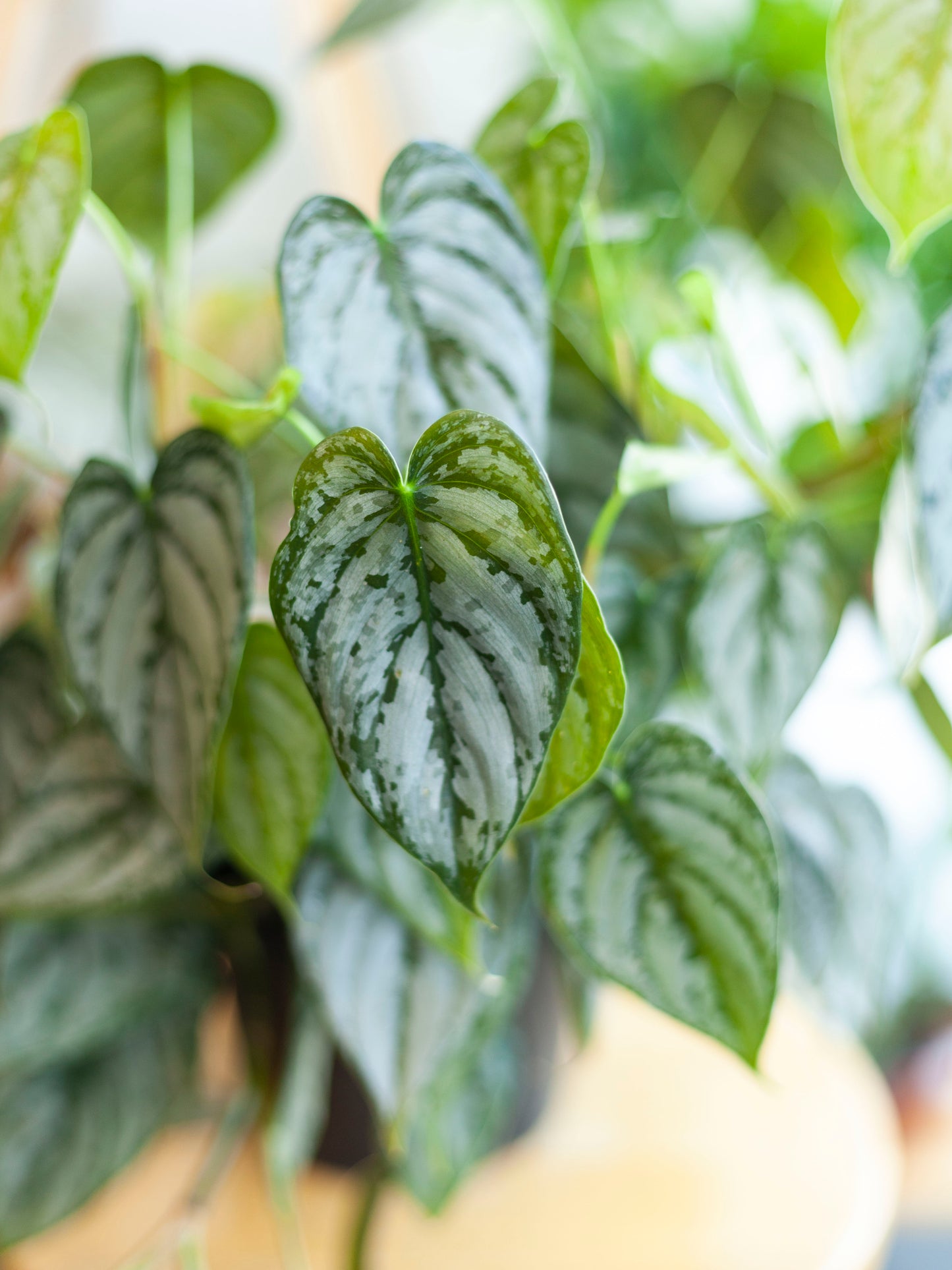 Philodendron 'Brandtianum' 6"