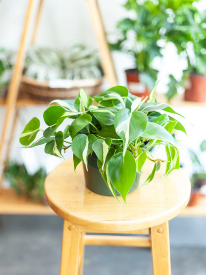 Philodendron 'Rio Silver Stripe'6"