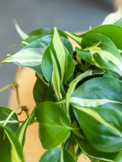 Philodendron 'Rio Silver Stripe'6"