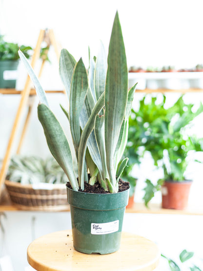 Sansevieria 'Sayuri' 6"