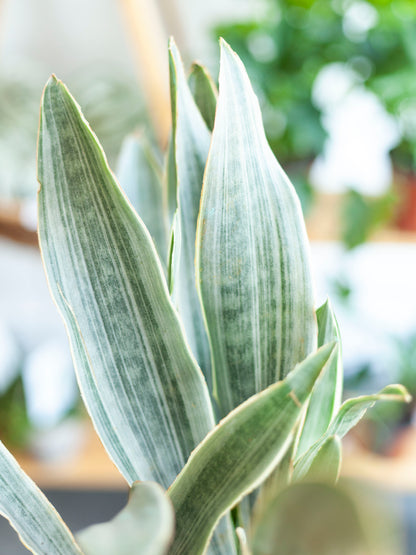 Sansevieria 'Sayuri' 6"