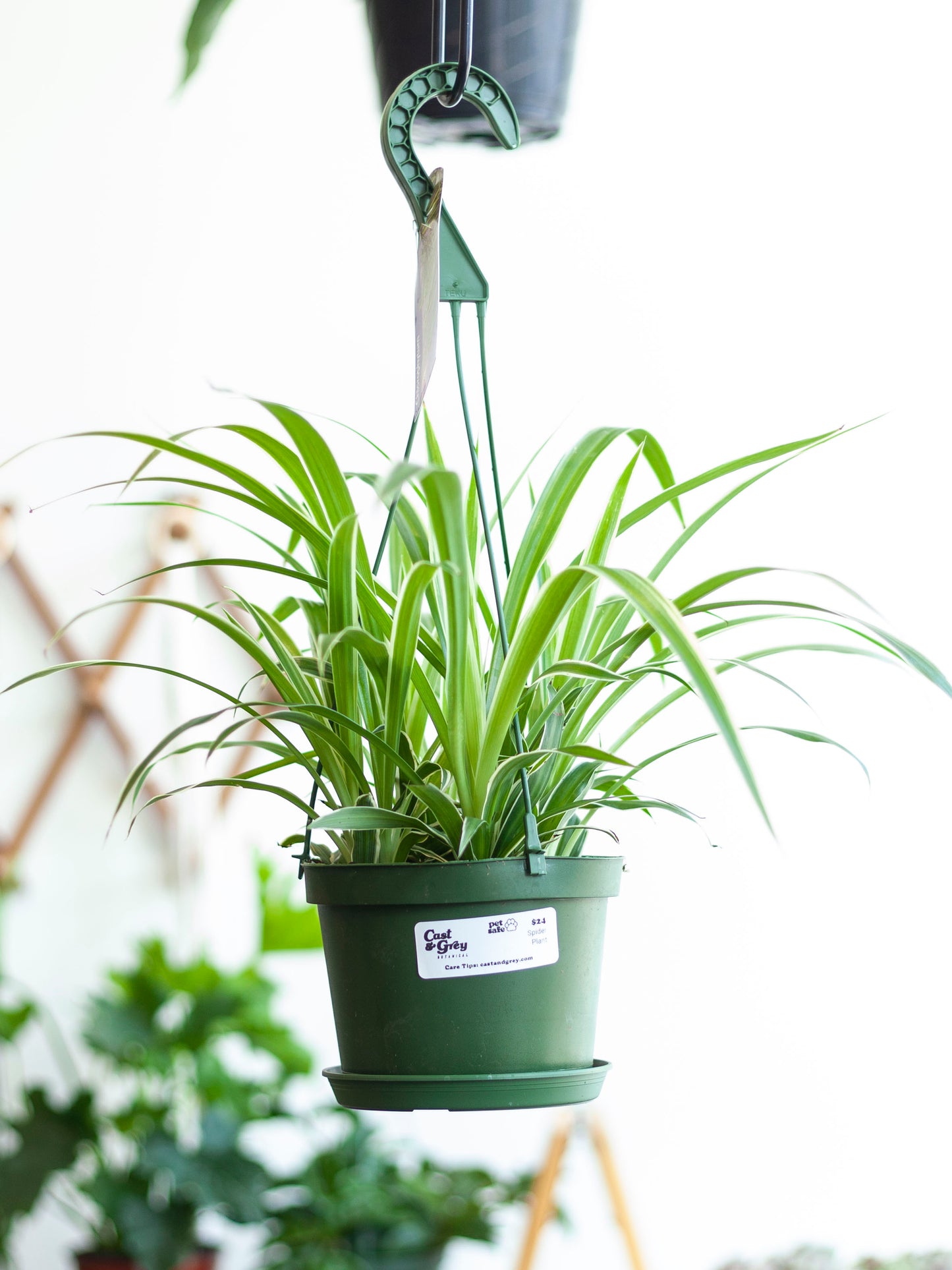 Spider Plant Hanging Basket 6"