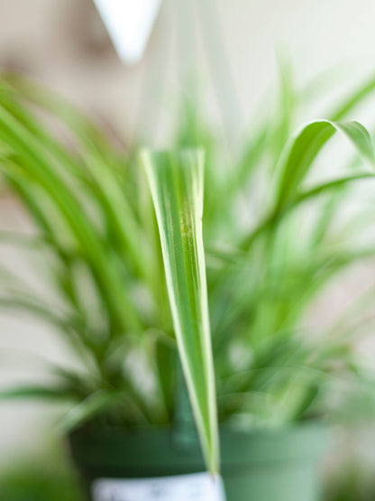 Spider Plant Hanging Basket 6"