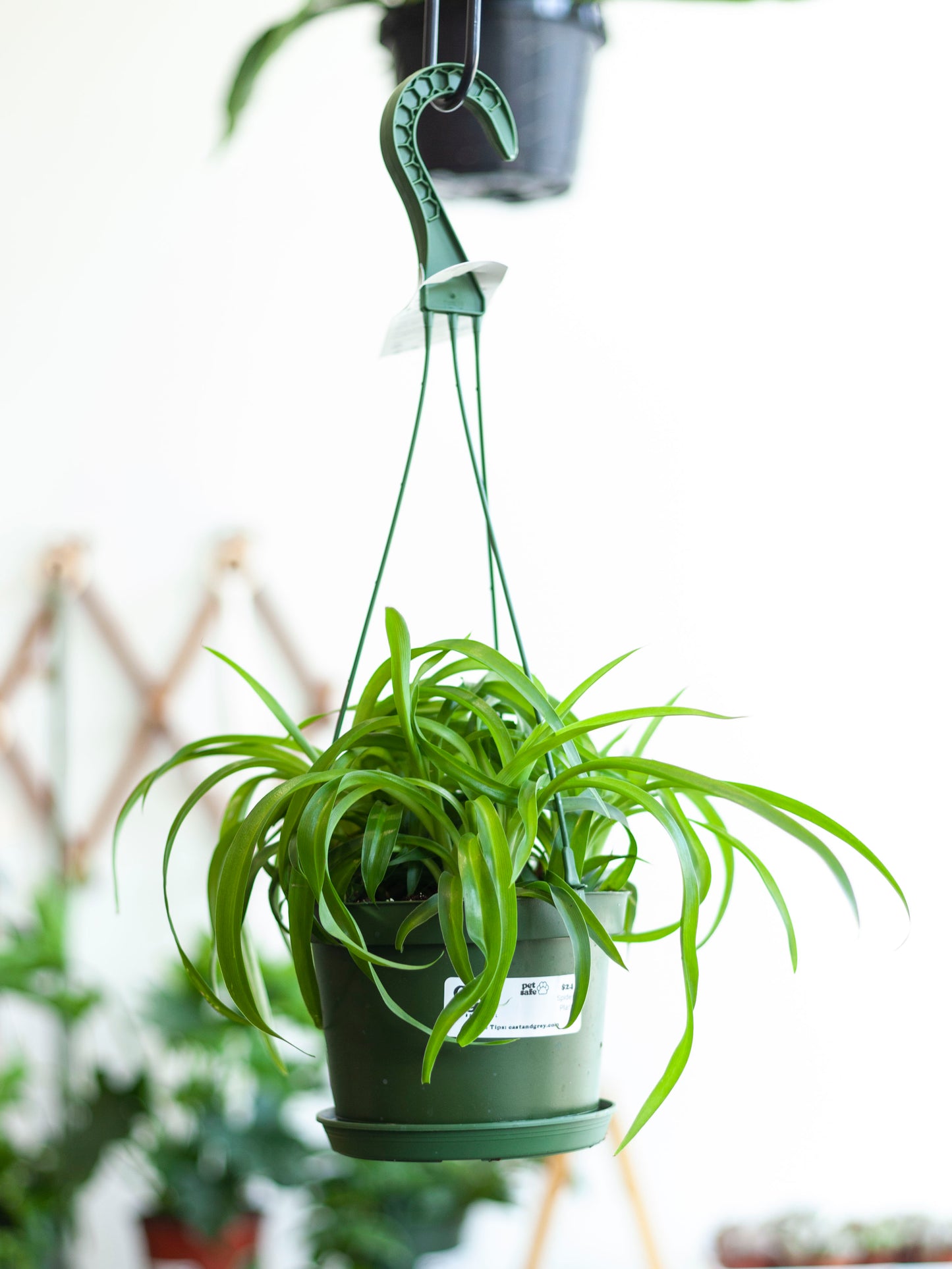 Spider Plant Hanging Basket 6"