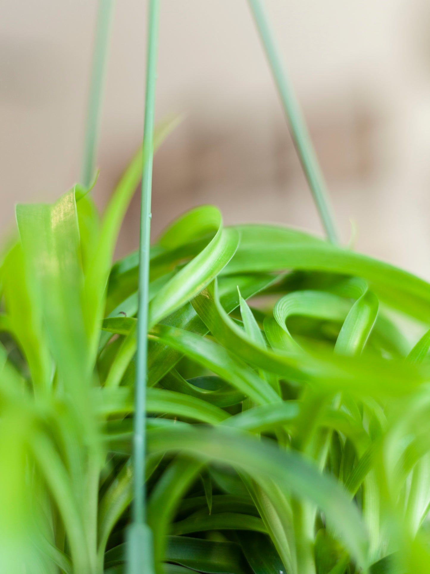 Spider Plant Hanging Basket 6"