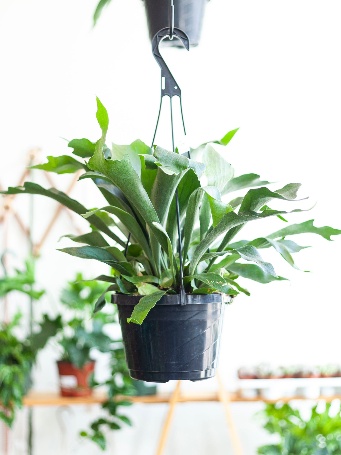 Staghorn Fern Hanging Basket 8"