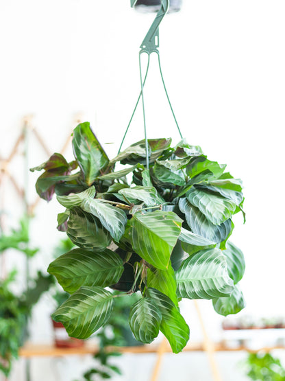 Maranta Silver Band Hanging Basket 8"