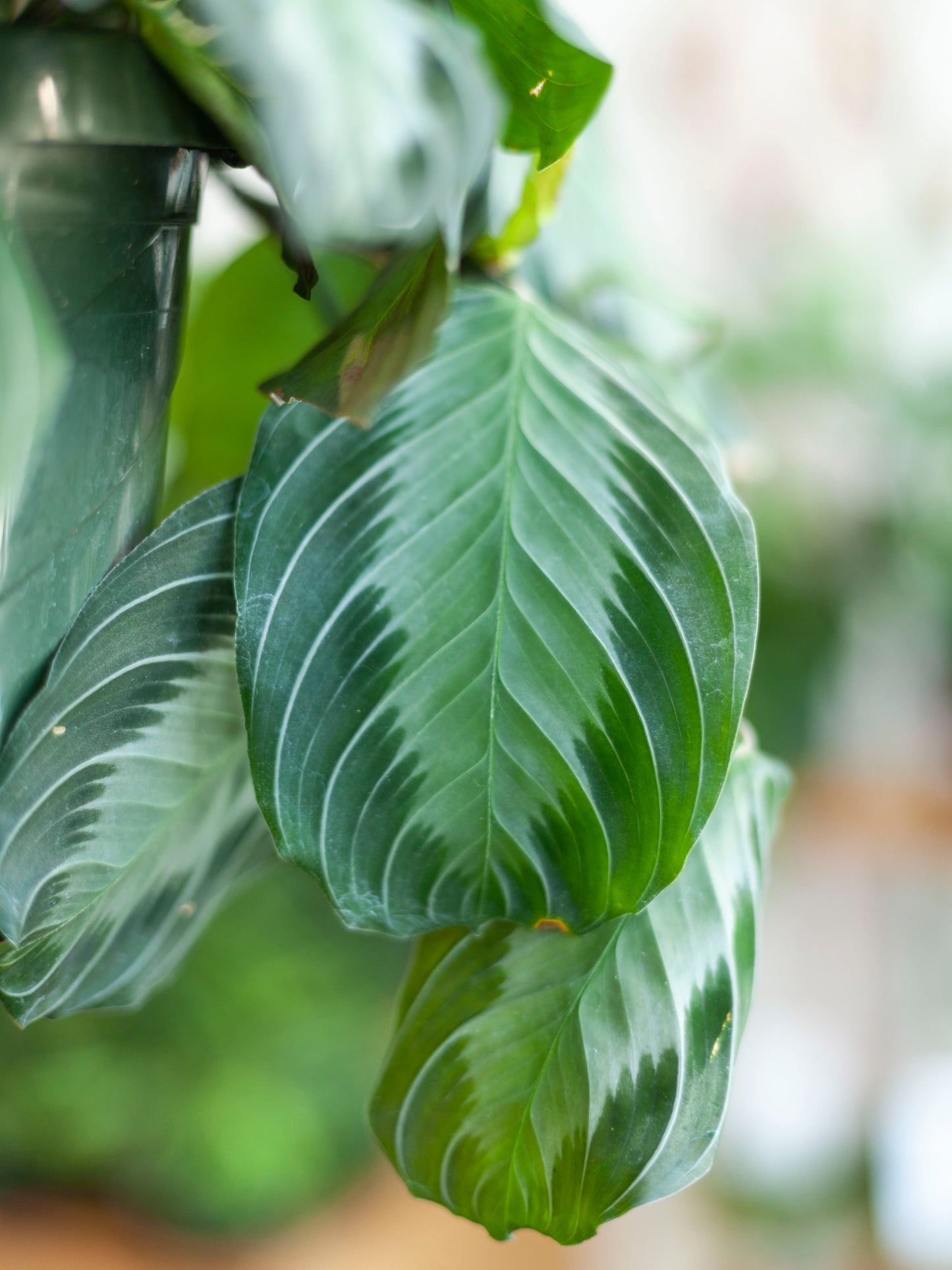 Maranta Silver Band Hanging Basket 8"