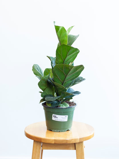Fiddle Leaf Fig 'Lil Bambino' 6"