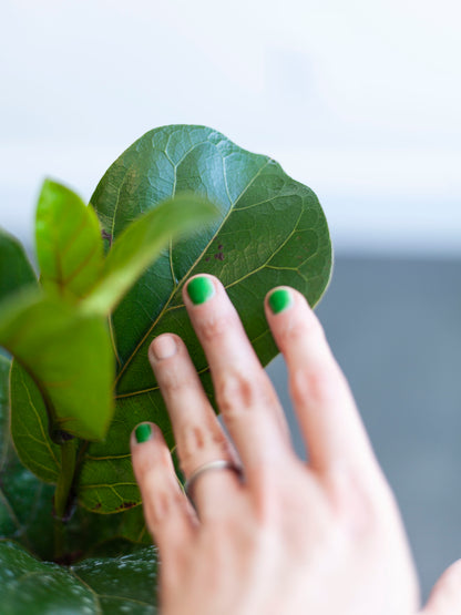 Fiddle Leaf Fig 'Lil Bambino' 6"