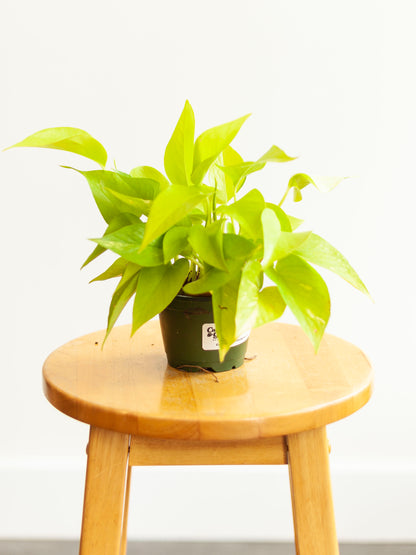Pothos 'Neon' 4"