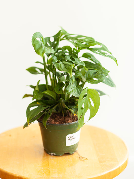 Monstera 'Adansonii' 4"
