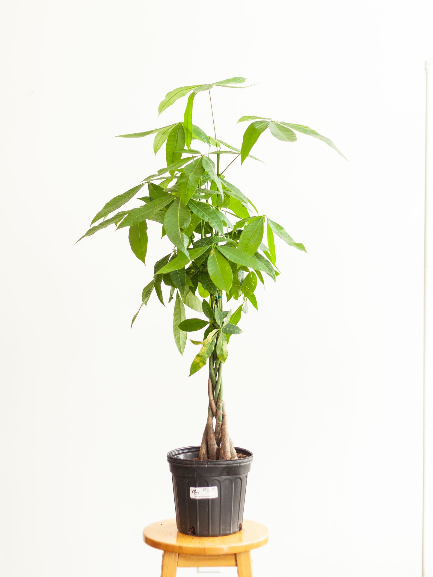 Money Tree 8"