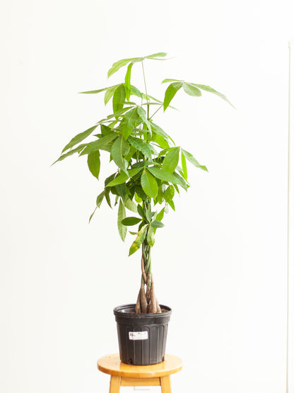 Money Tree 8"