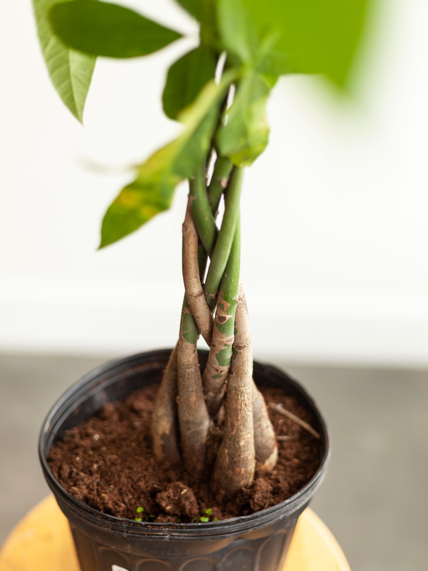 Money Tree 8"