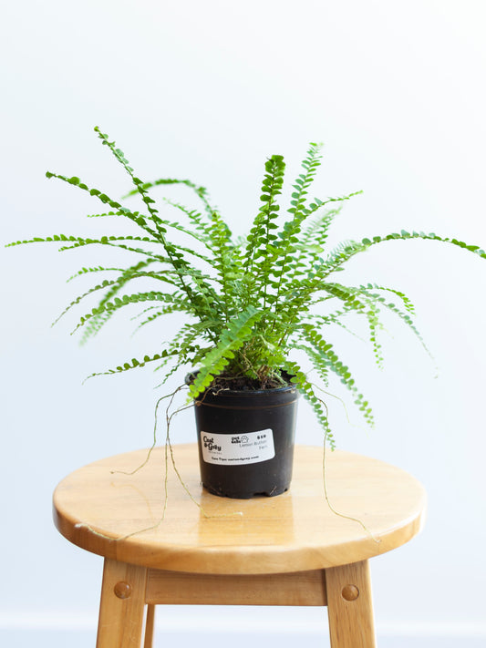 Lemon Button Fern 4"