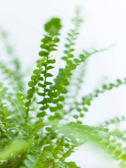 Lemon Button Fern 4"