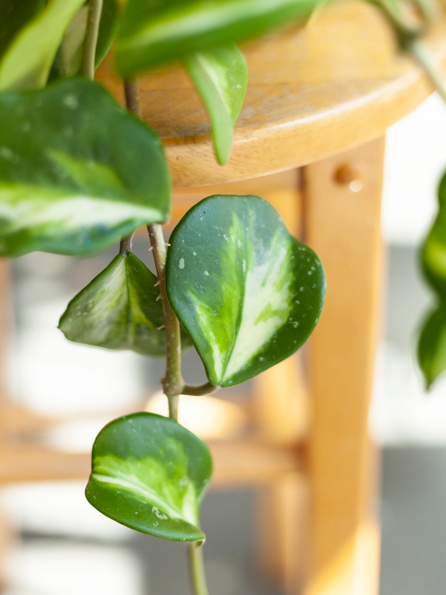 Hoya 'Obovata' Var. Hanging Basket 8"