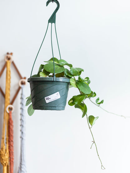 Hoya 'Obovata' Var. Hanging Basket 8"