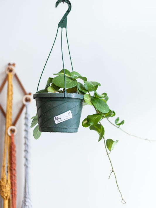 Hoya 'Obovata' Var. Hanging Basket 8"