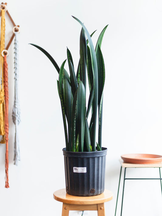 Sansevieria 'Mermaid' 8"