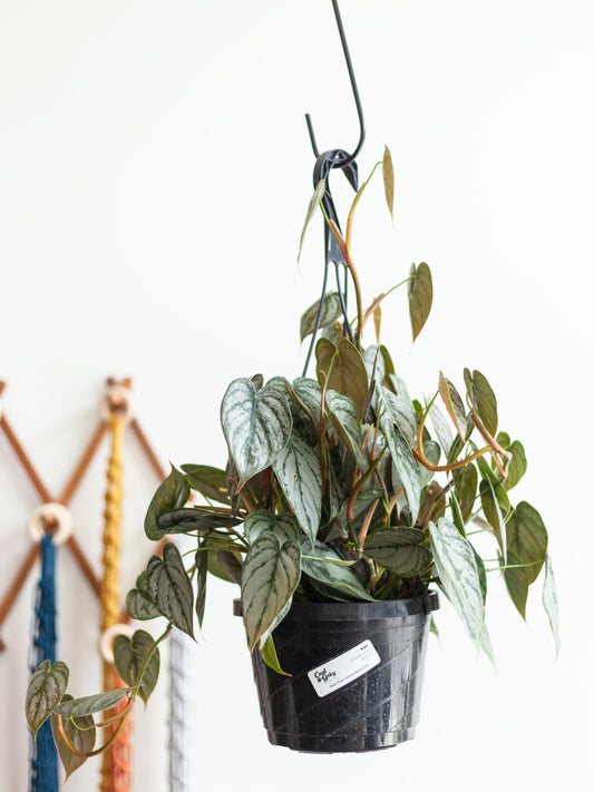 Philodendron 'Brandi' Hanging Basket 8"