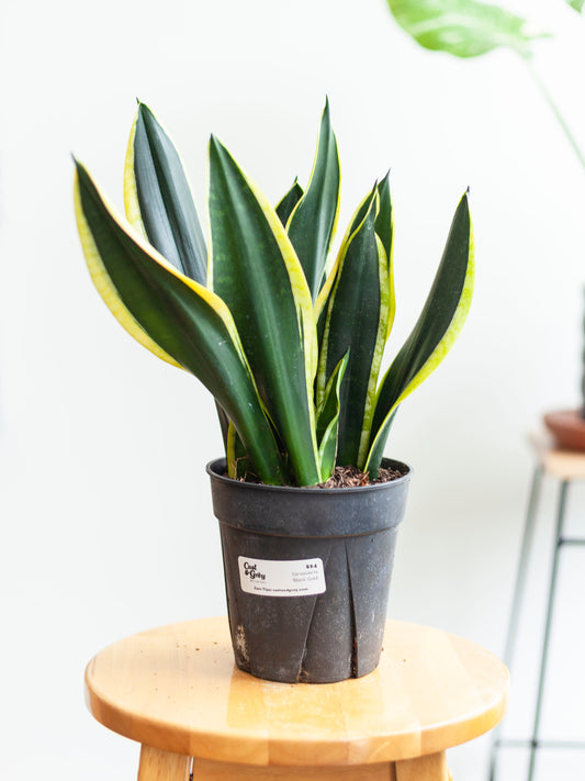 Sansevieria 'Black Gold' 6"