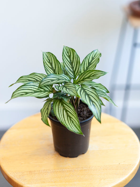 Calathea 'Pinstripe' 4"