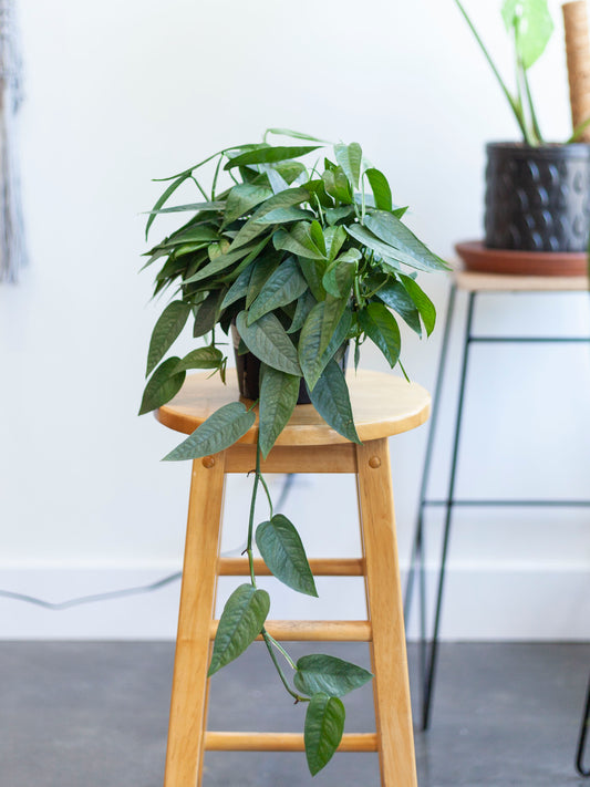 Pothos 'Cebu Blue' 6"