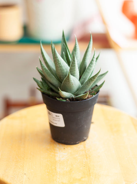 Haworthia 'Savannah' 4"