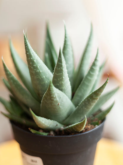 Haworthia 'Savannah' 4"