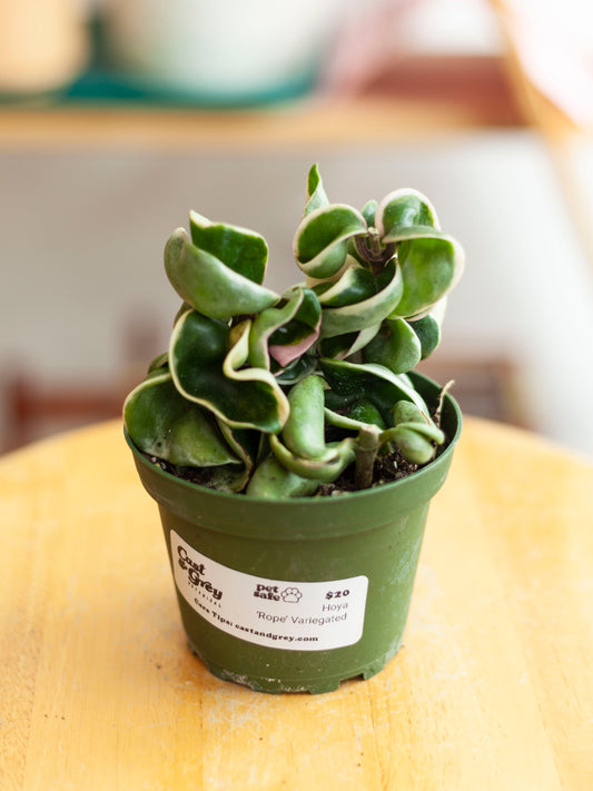 Hoya Carnosa Compacta 'Rope' Var. 4"