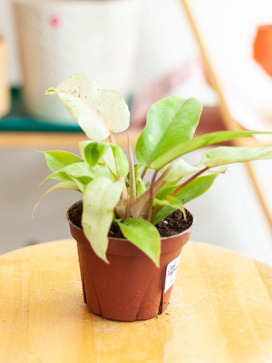 Philodendron 'Snowdrift' 4"