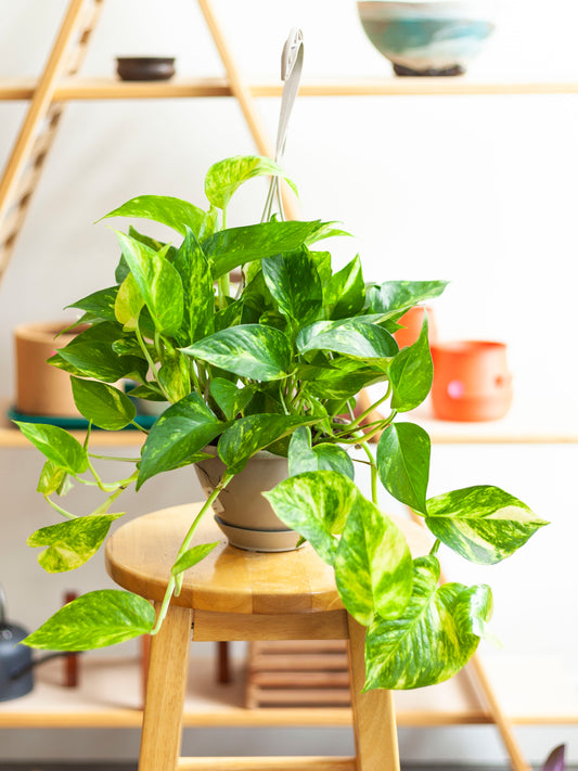 Pothos 'Golden' Hanging Basket 6"