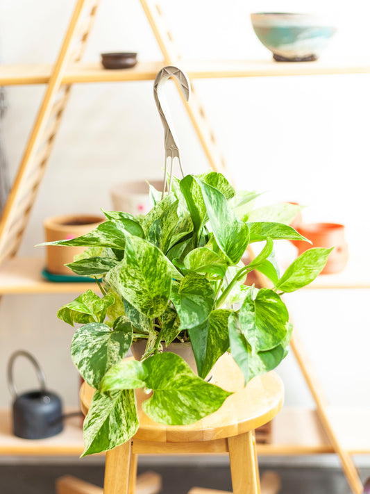 Pothos 'Marble Queen' Hanging Basket 6"