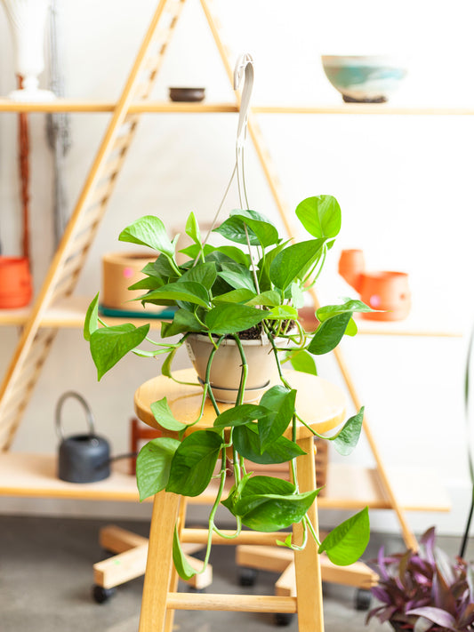 Pothos 'Jade' Hanging Basket 6"