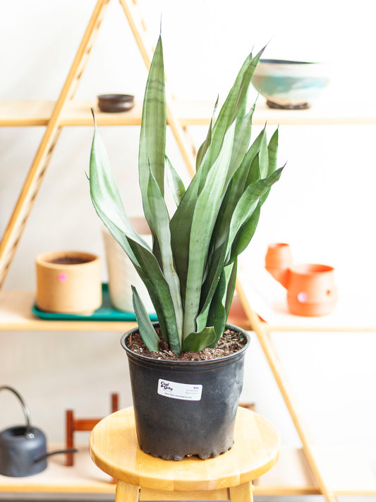 Sansevieria 'Moonshine' 8"