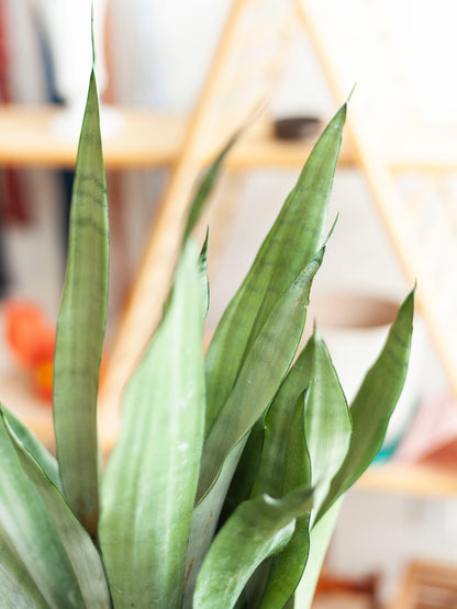 Sansevieria 'Moonshine' 8"