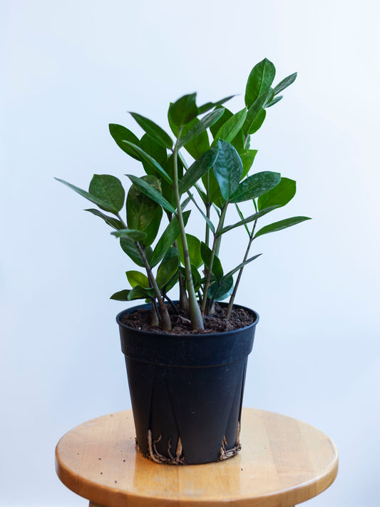 ZZ Plant 6"