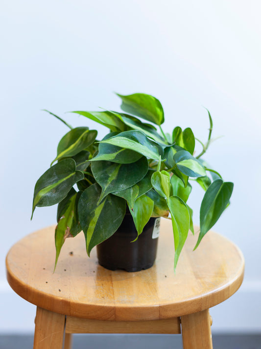 Philodendron 'Brasil' 4"