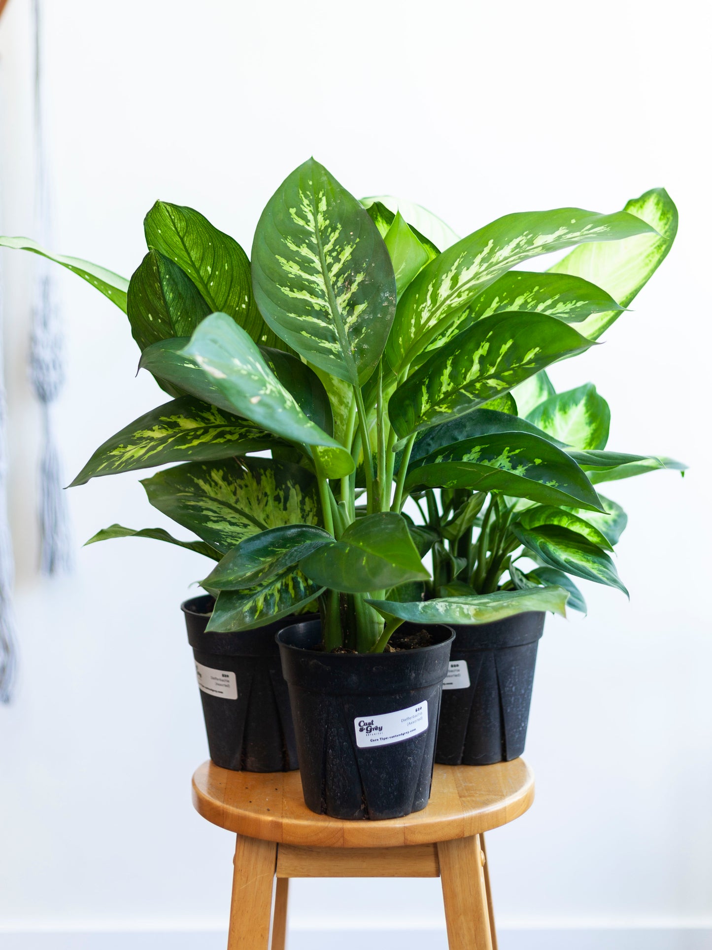 Dieffenbachia (Assorted) 6"