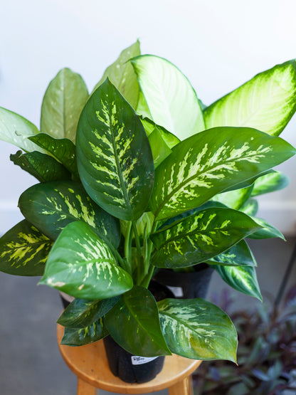 Dieffenbachia (Assorted) 6"