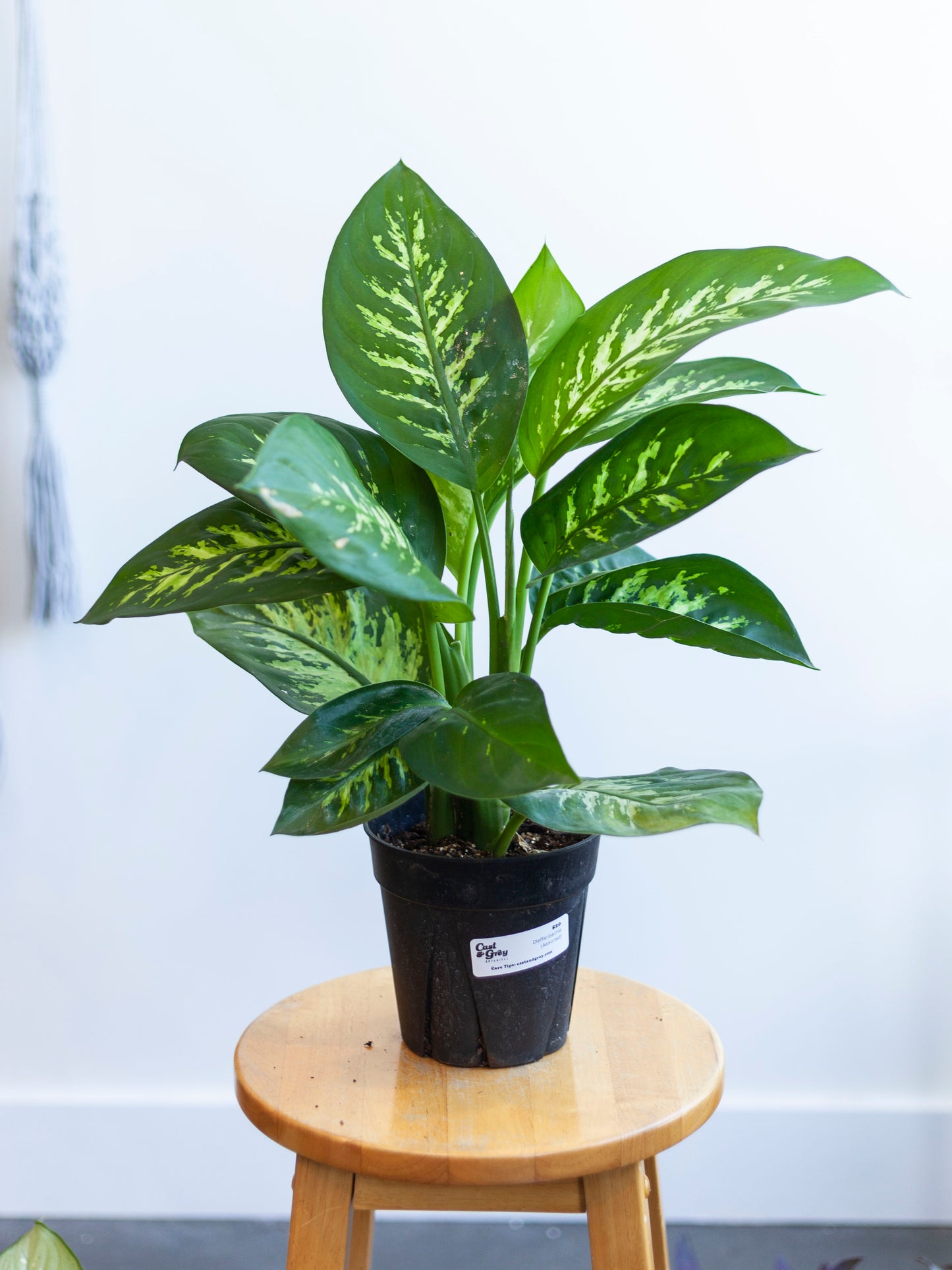 Dieffenbachia (Assorted) 6"