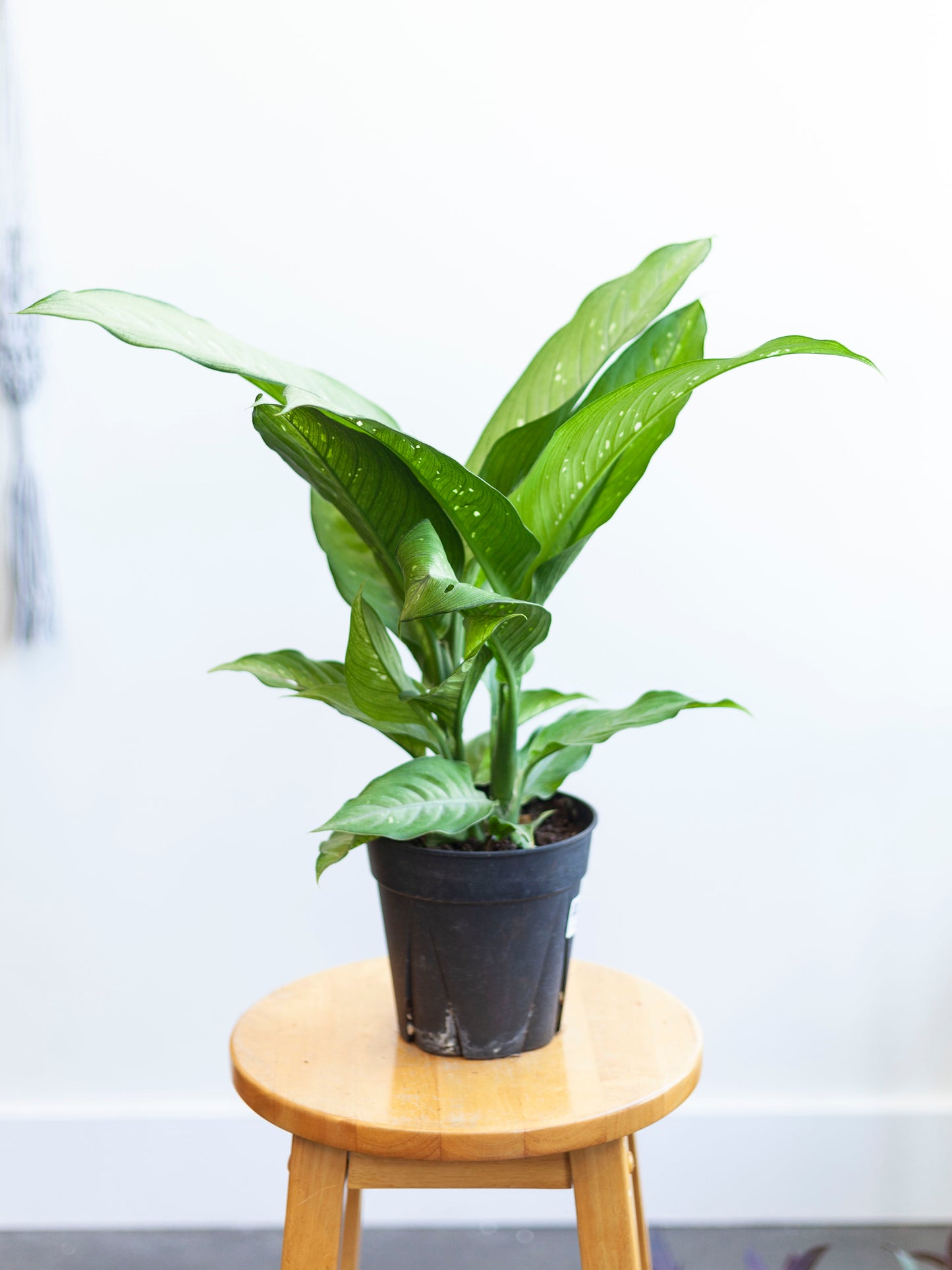 Dieffenbachia (Assorted) 6"