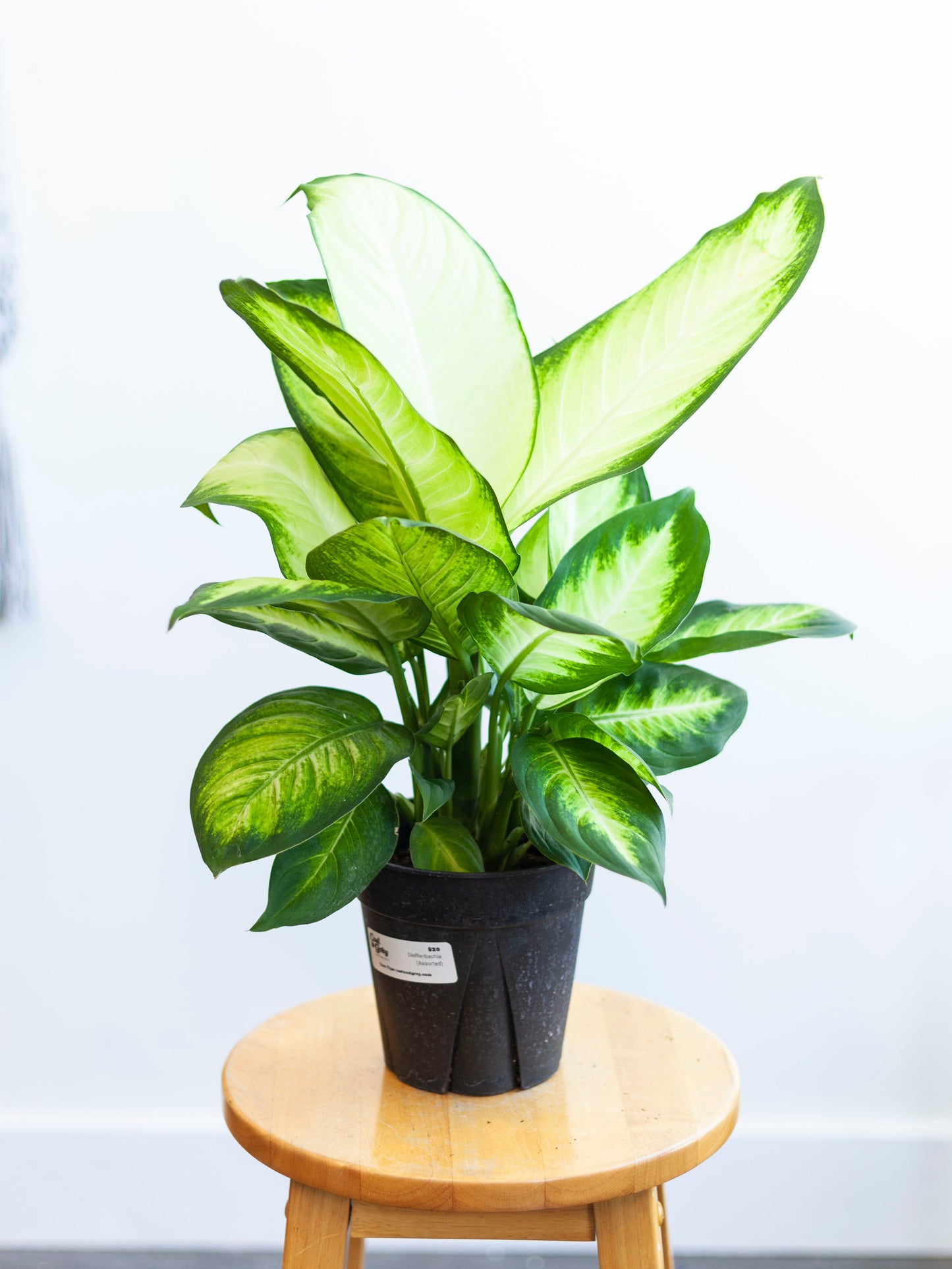 Dieffenbachia (Assorted) 6"