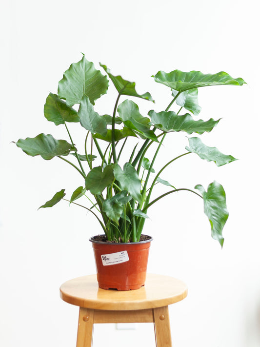 Alocasia 'Green California' 6"